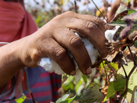 Egyptians harvest ''white gold'' cotton, and women and men participate in the harvest in Sharqia Governorate, Egypt, on October 12, 2024. (