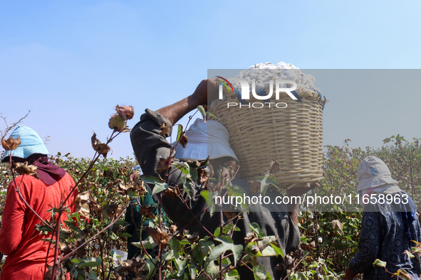 Egyptians harvest ''white gold'' cotton, and women and men participate in the harvest in Sharqia Governorate, Egypt, on October 12, 2024. 