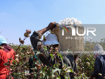 Egyptians harvest ''white gold'' cotton, and women and men participate in the harvest in Sharqia Governorate, Egypt, on October 12, 2024. (