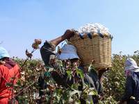 Egyptians harvest ''white gold'' cotton, and women and men participate in the harvest in Sharqia Governorate, Egypt, on October 12, 2024. (