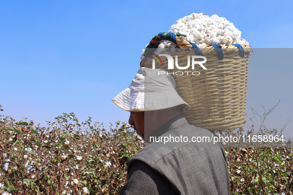 Egyptians harvest ''white gold'' cotton, and women and men participate in the harvest in Sharqia Governorate, Egypt, on October 12, 2024. 