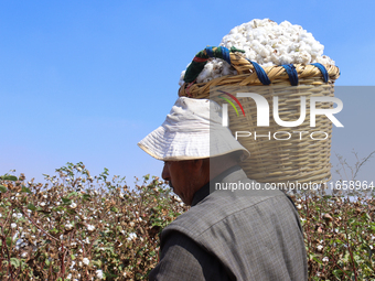 Egyptians harvest ''white gold'' cotton, and women and men participate in the harvest in Sharqia Governorate, Egypt, on October 12, 2024. (