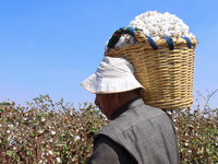 Egyptians harvest ''white gold'' cotton, and women and men participate in the harvest in Sharqia Governorate, Egypt, on October 12, 2024. (