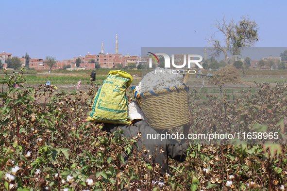 Egyptians harvest ''white gold'' cotton, and women and men participate in the harvest in Sharqia Governorate, Egypt, on October 12, 2024. 