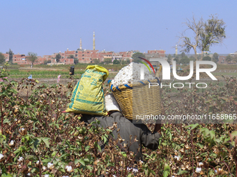 Egyptians harvest ''white gold'' cotton, and women and men participate in the harvest in Sharqia Governorate, Egypt, on October 12, 2024. (