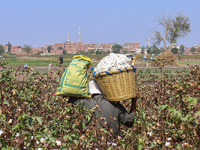 Egyptians harvest ''white gold'' cotton, and women and men participate in the harvest in Sharqia Governorate, Egypt, on October 12, 2024. (