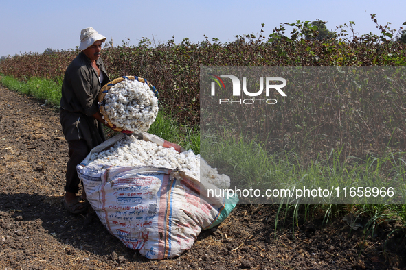 Egyptians harvest ''white gold'' cotton, and women and men participate in the harvest in Sharqia Governorate, Egypt, on October 12, 2024. 