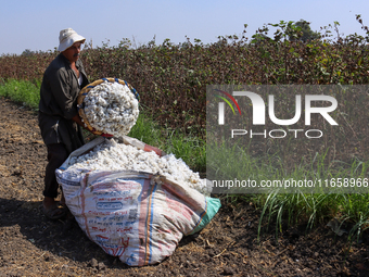 Egyptians harvest ''white gold'' cotton, and women and men participate in the harvest in Sharqia Governorate, Egypt, on October 12, 2024. (