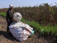 Egyptians harvest ''white gold'' cotton, and women and men participate in the harvest in Sharqia Governorate, Egypt, on October 12, 2024. (