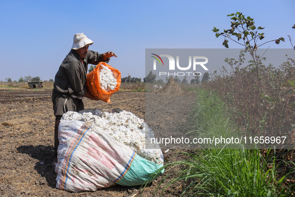 Egyptians harvest ''white gold'' cotton, and women and men participate in the harvest in Sharqia Governorate, Egypt, on October 12, 2024. 