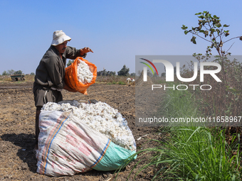 Egyptians harvest ''white gold'' cotton, and women and men participate in the harvest in Sharqia Governorate, Egypt, on October 12, 2024. (