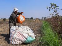 Egyptians harvest ''white gold'' cotton, and women and men participate in the harvest in Sharqia Governorate, Egypt, on October 12, 2024. (