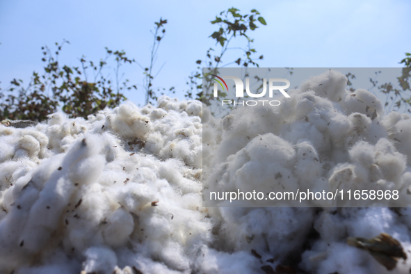 Egyptians harvest ''white gold'' cotton, and women and men participate in the harvest in Sharqia Governorate, Egypt, on October 12, 2024. 