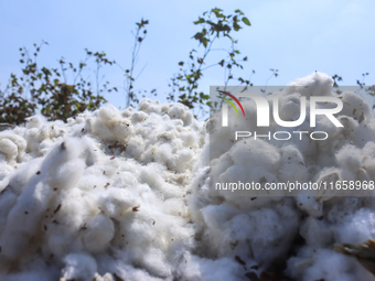 Egyptians harvest ''white gold'' cotton, and women and men participate in the harvest in Sharqia Governorate, Egypt, on October 12, 2024. (