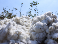 Egyptians harvest ''white gold'' cotton, and women and men participate in the harvest in Sharqia Governorate, Egypt, on October 12, 2024. (