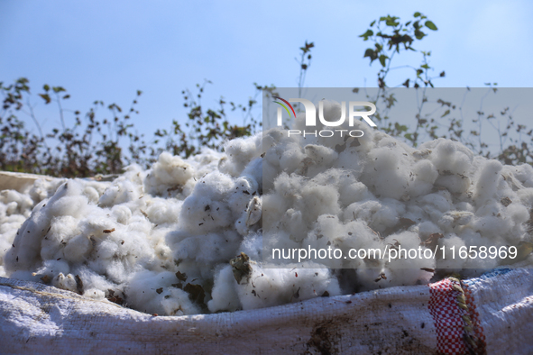 Egyptians harvest ''white gold'' cotton, and women and men participate in the harvest in Sharqia Governorate, Egypt, on October 12, 2024. 