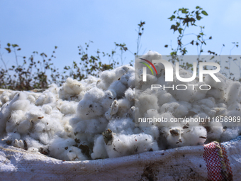 Egyptians harvest ''white gold'' cotton, and women and men participate in the harvest in Sharqia Governorate, Egypt, on October 12, 2024. (