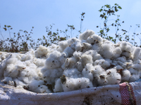 Egyptians harvest ''white gold'' cotton, and women and men participate in the harvest in Sharqia Governorate, Egypt, on October 12, 2024. (