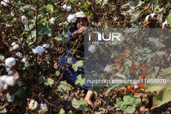 Egyptians harvest ''white gold'' cotton, and women and men participate in the harvest in Sharqia Governorate, Egypt, on October 12, 2024. 