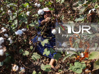 Egyptians harvest ''white gold'' cotton, and women and men participate in the harvest in Sharqia Governorate, Egypt, on October 12, 2024. (