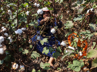 Egyptians harvest ''white gold'' cotton, and women and men participate in the harvest in Sharqia Governorate, Egypt, on October 12, 2024. (