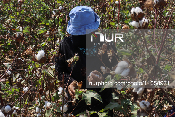 Egyptians harvest ''white gold'' cotton, and women and men participate in the harvest in Sharqia Governorate, Egypt, on October 12, 2024. 