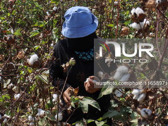 Egyptians harvest ''white gold'' cotton, and women and men participate in the harvest in Sharqia Governorate, Egypt, on October 12, 2024. (