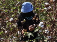 Egyptians harvest ''white gold'' cotton, and women and men participate in the harvest in Sharqia Governorate, Egypt, on October 12, 2024. (