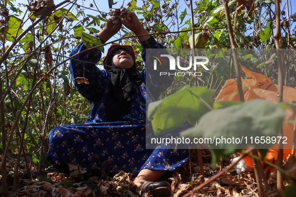 Egyptians harvest ''white gold'' cotton, and women and men participate in the harvest in Sharqia Governorate, Egypt, on October 12, 2024. 