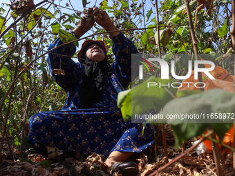 Egyptians harvest ''white gold'' cotton, and women and men participate in the harvest in Sharqia Governorate, Egypt, on October 12, 2024. (