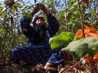 Egyptians harvest ''white gold'' cotton, and women and men participate in the harvest in Sharqia Governorate, Egypt, on October 12, 2024. (