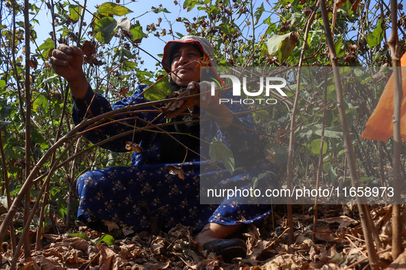 Egyptians harvest ''white gold'' cotton, and women and men participate in the harvest in Sharqia Governorate, Egypt, on October 12, 2024. 