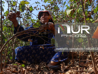 Egyptians harvest ''white gold'' cotton, and women and men participate in the harvest in Sharqia Governorate, Egypt, on October 12, 2024. (