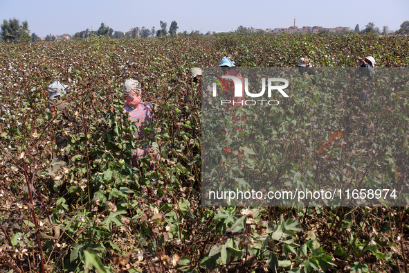 Egyptians harvest ''white gold'' cotton, and women and men participate in the harvest in Sharqia Governorate, Egypt, on October 12, 2024. 