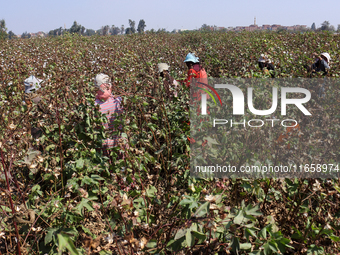 Egyptians harvest ''white gold'' cotton, and women and men participate in the harvest in Sharqia Governorate, Egypt, on October 12, 2024. (