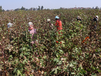 Egyptians harvest ''white gold'' cotton, and women and men participate in the harvest in Sharqia Governorate, Egypt, on October 12, 2024. (