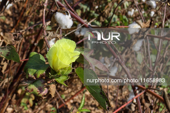 Egyptians harvest ''white gold'' cotton, and women and men participate in the harvest in Sharqia Governorate, Egypt, on October 12, 2024. 