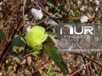 Egyptians harvest ''white gold'' cotton, and women and men participate in the harvest in Sharqia Governorate, Egypt, on October 12, 2024. (