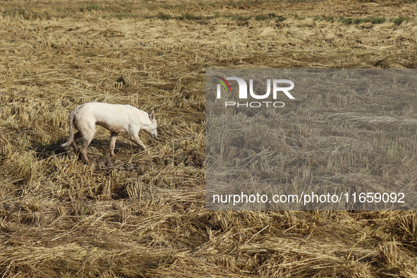 Egyptians harvest rice in Sharqiya Governorate, Egypt, on October 12, 2024. 