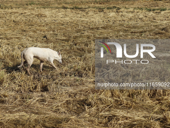 Egyptians harvest rice in Sharqiya Governorate, Egypt, on October 12, 2024. (