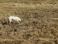 Egyptians harvest rice in Sharqiya Governorate, Egypt, on October 12, 2024. (