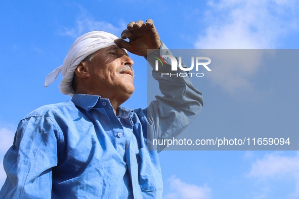 Egyptians harvest rice in Sharqiya Governorate, Egypt, on October 12, 2024. 