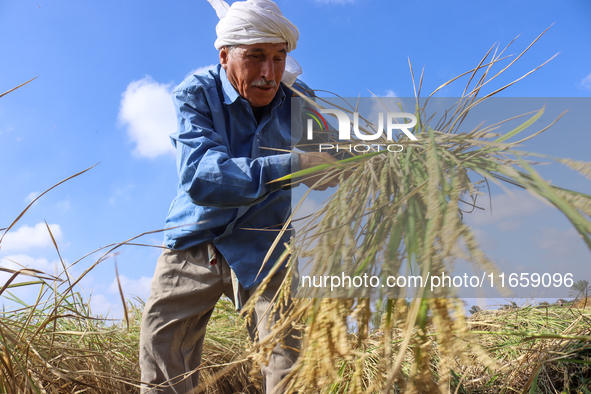 Egyptians harvest rice in Sharqiya Governorate, Egypt, on October 12, 2024. 