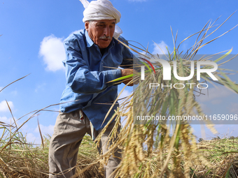 Egyptians harvest rice in Sharqiya Governorate, Egypt, on October 12, 2024. (