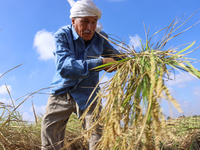 Egyptians harvest rice in Sharqiya Governorate, Egypt, on October 12, 2024. (