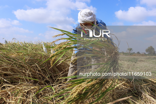 Egyptians harvest rice in Sharqiya Governorate, Egypt, on October 12, 2024. 