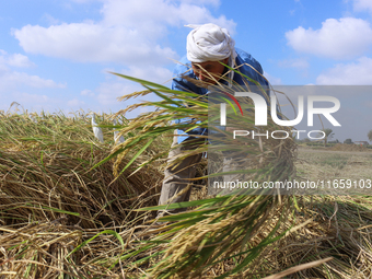 Egyptians harvest rice in Sharqiya Governorate, Egypt, on October 12, 2024. (