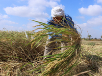 Egyptians harvest rice in Sharqiya Governorate, Egypt, on October 12, 2024. (