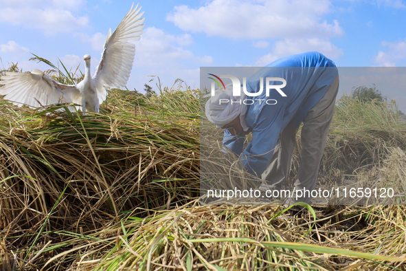 Egyptians harvest rice in Sharqiya Governorate, Egypt, on October 12, 2024. 