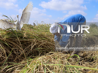 Egyptians harvest rice in Sharqiya Governorate, Egypt, on October 12, 2024. (